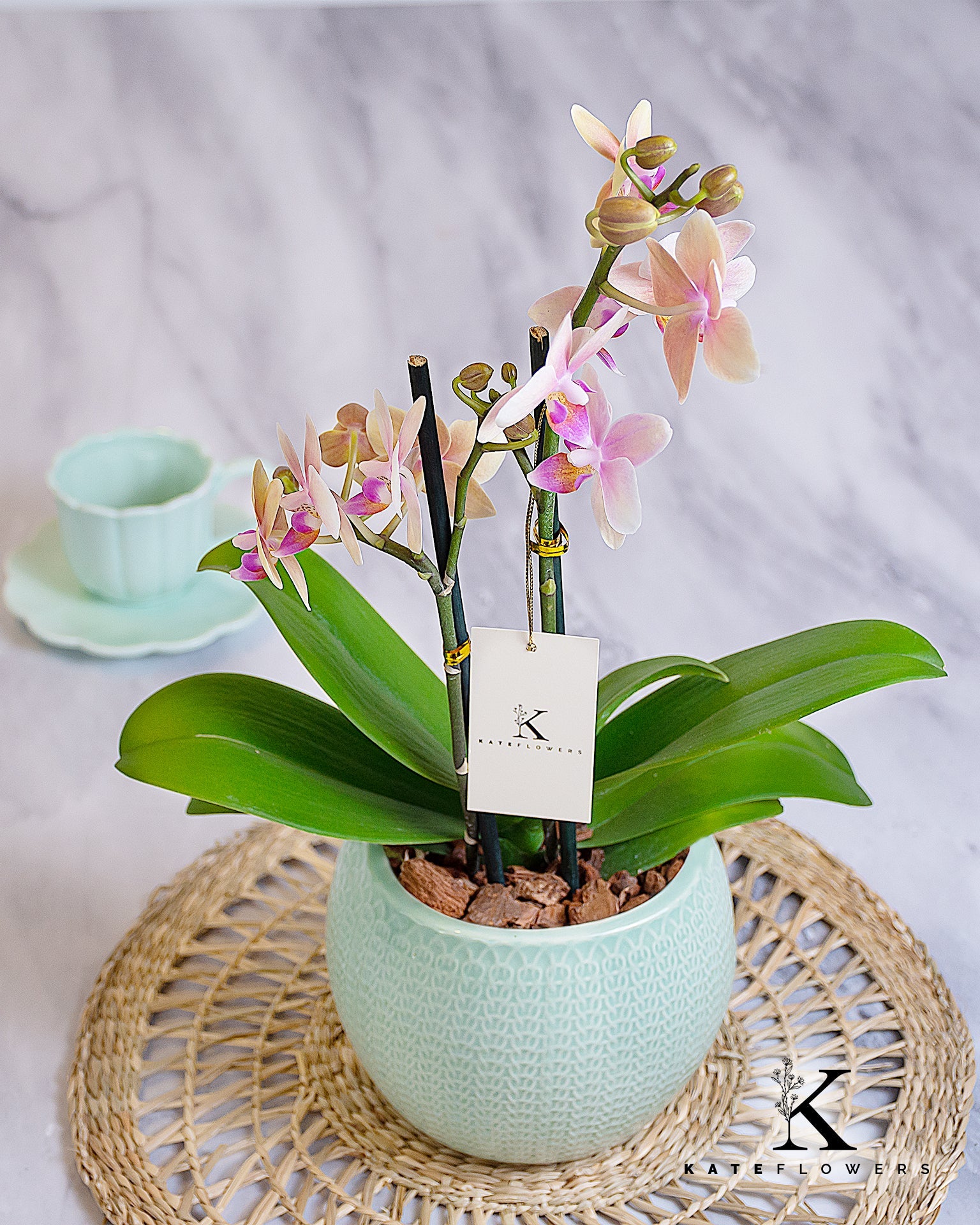 Orquídeas y plantas