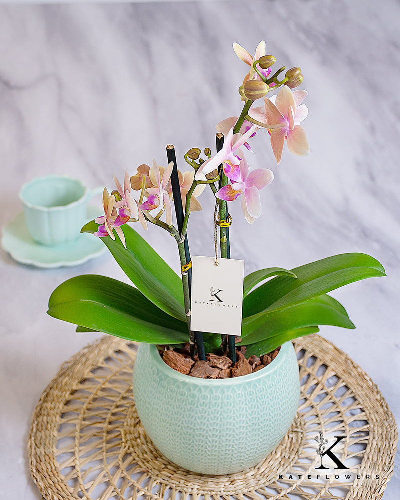 Orquídeas y plantas