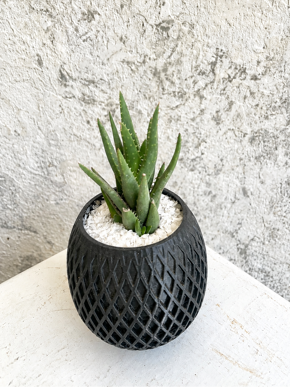 Suculenta Aloe de Roca Cod. SARM3D1