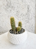 Suculenta Cactus de Oro Cód. SCOM3D01