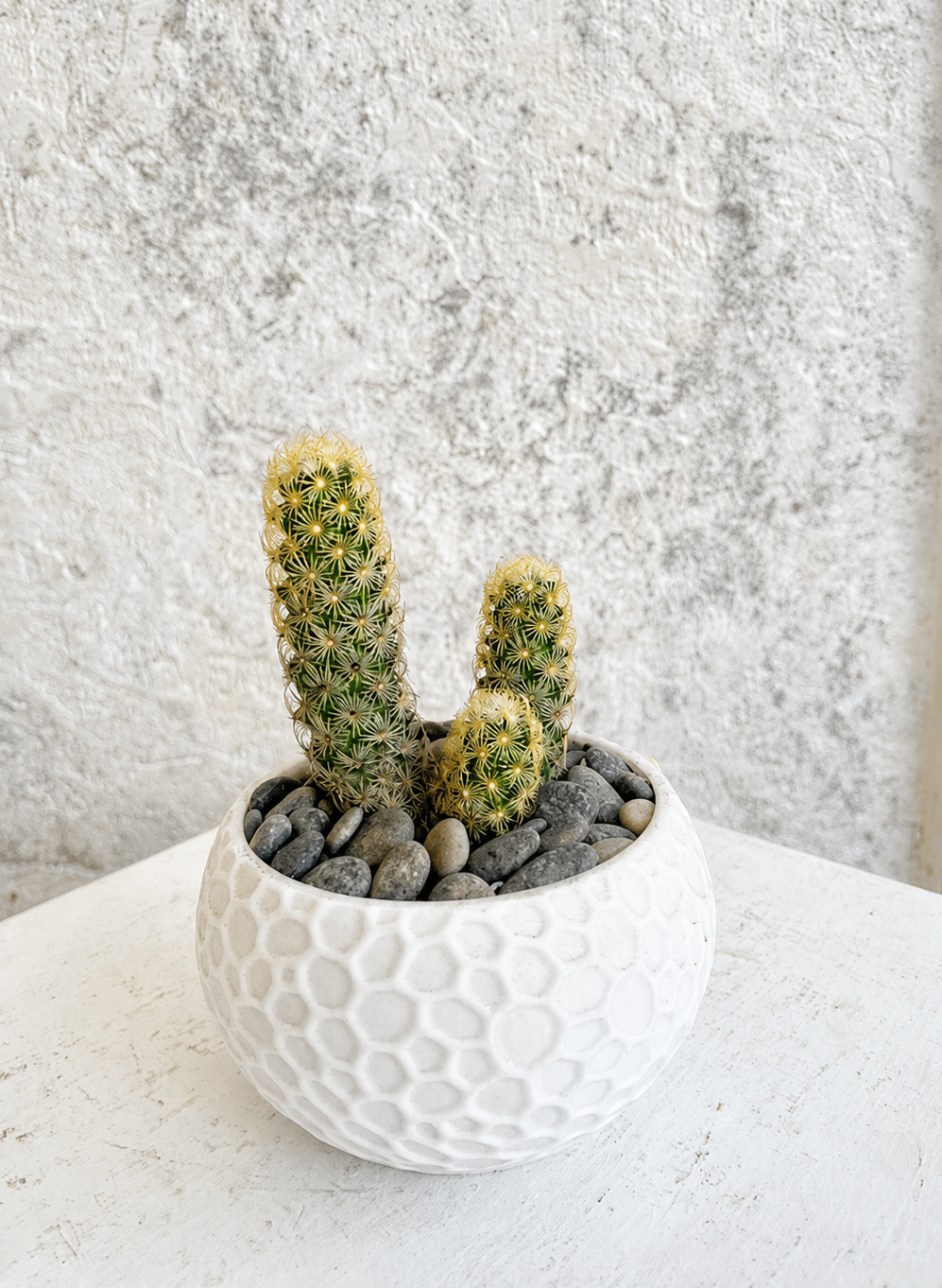 Suculenta Cactus de Oro Cód. SCOM3D01
