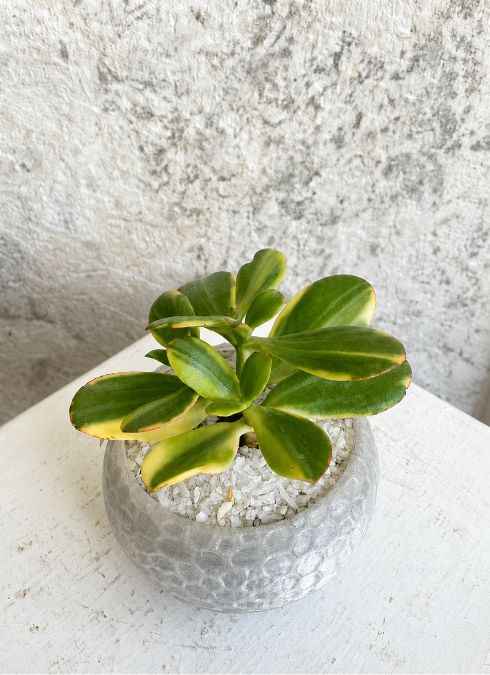 Suculenta Crassula Ovata Tricolor Cód. SCOTM3D
