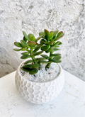 Suculenta Planta de Jade Cód. SPJM3D01