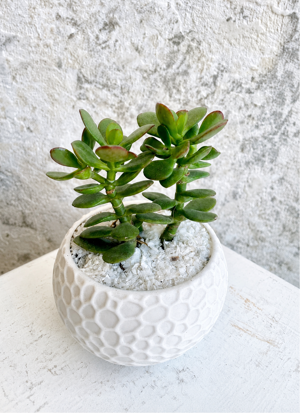 Suculenta Planta de Jade Cód. SPJM3D01