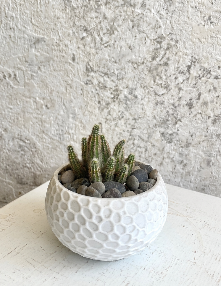 Suculenta Cactus Cacahuete Cód. SCCM3D01