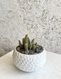 Suculenta Cactus Cacahuete Cód. SCCM3D01