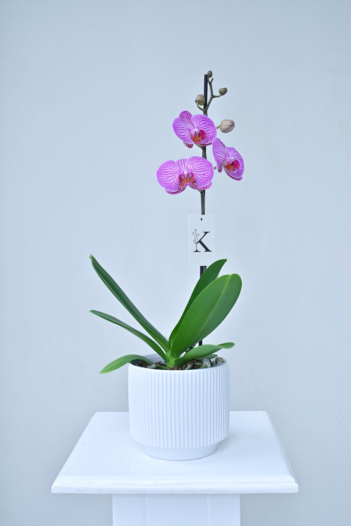 Orquídea lila
