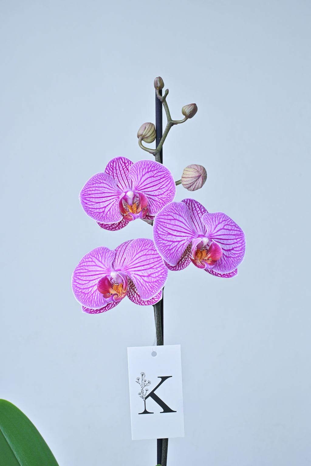 Orquídea lila