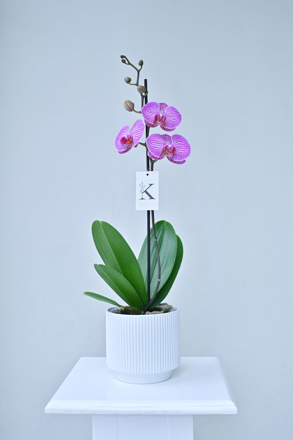 Orquídea lila
