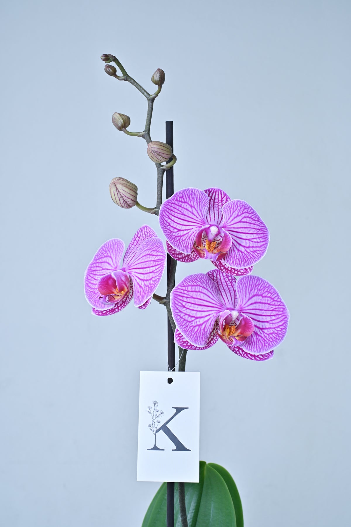 Orquídea lila