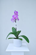 Orquídea de 1 vara color lila con blanco