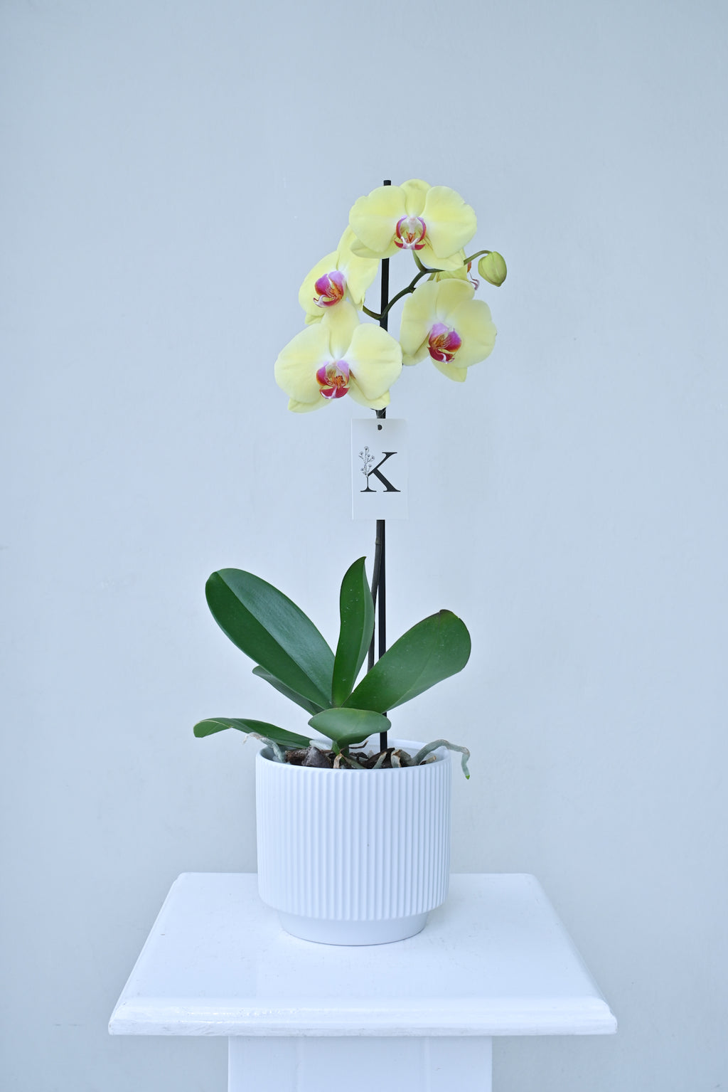 Orquídea de 1 vara color amarillo con fucsia