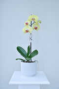 Orquídea de 1 vara color amarillo con fucsia