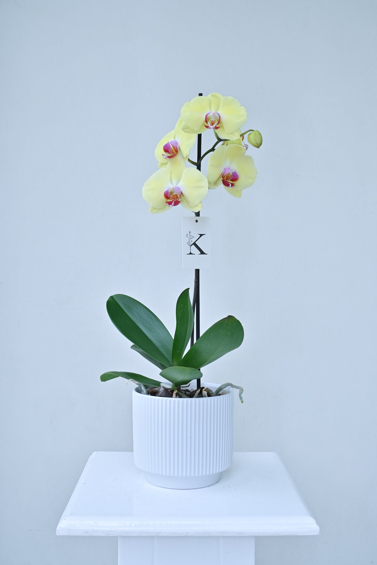 Orquídea de 1 vara color amarillo con fucsia
