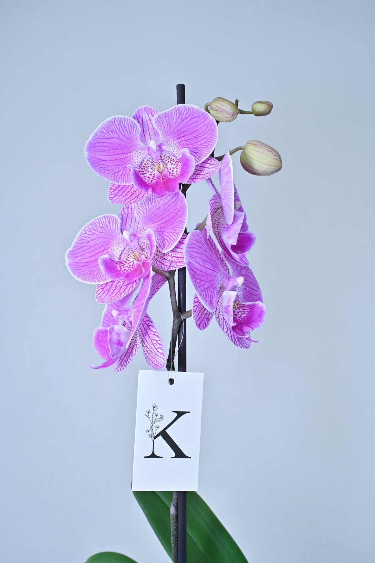 Orquídea de 1 vara color lila con blanco