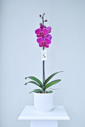 Orquídea de 1 vara color Fucsia Magenta