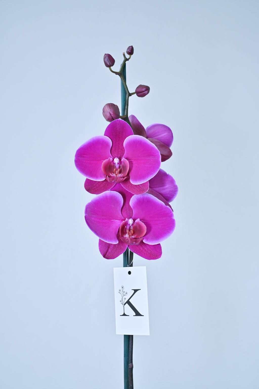 Orquídea de 1 vara color Fucsia Magenta