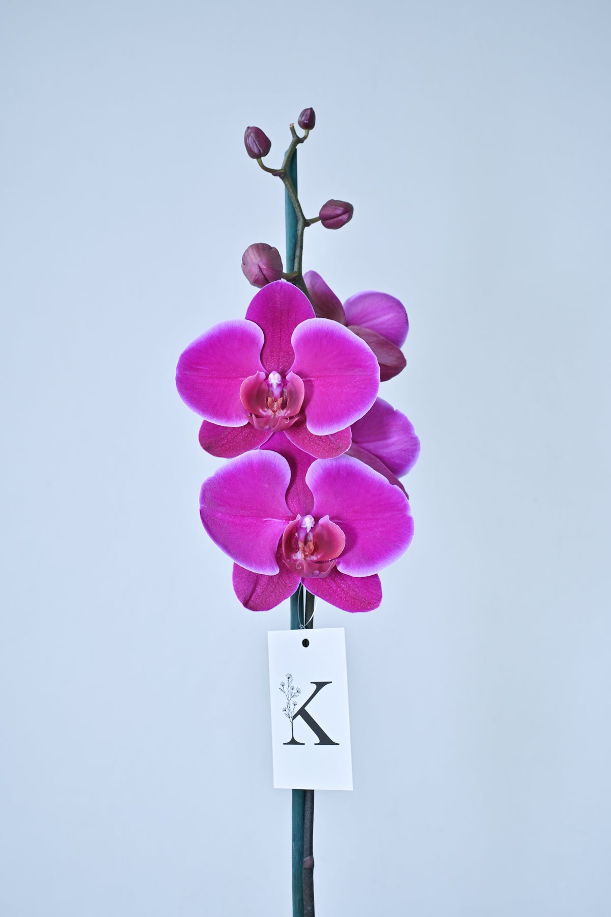Orquídea de 1 vara color Fucsia Magenta