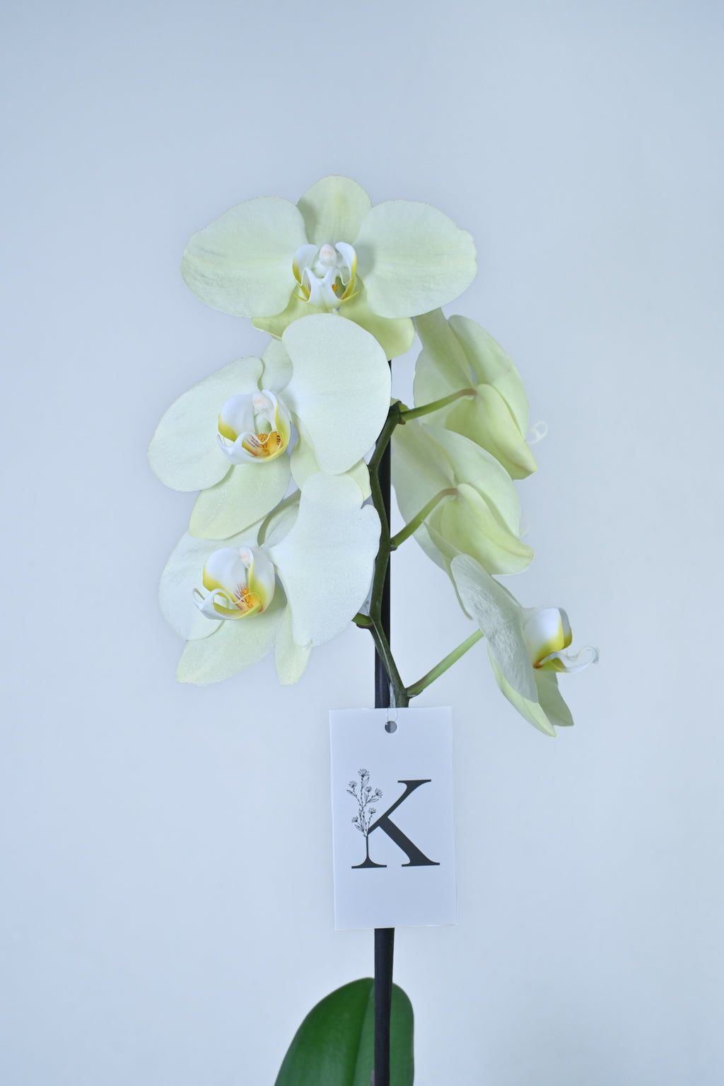 Orquídea de 1 vara color amarillo pastel