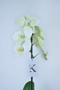 Orquídea de 1 vara color amarillo pastel