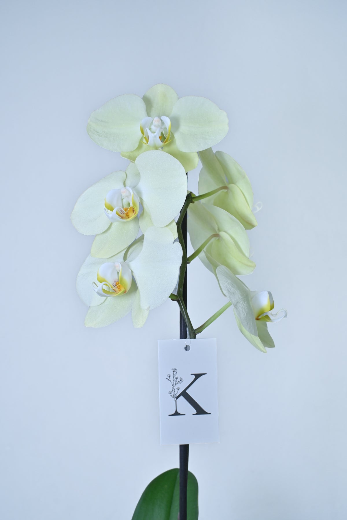Orquídea de 1 vara color amarillo pastel