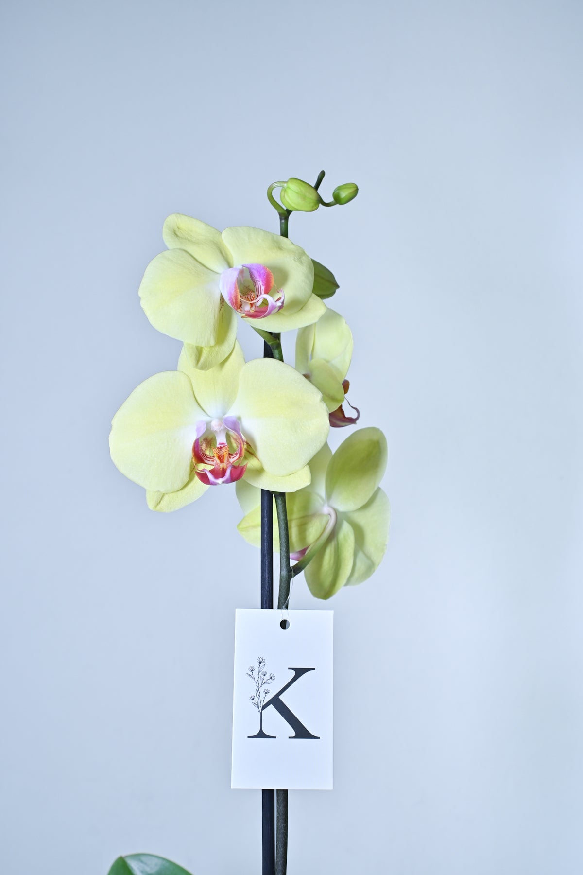 Orquídea de 1 vara color amarillo con fucsia