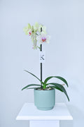 Orquídea de 1 vara color amarillo con fucsia