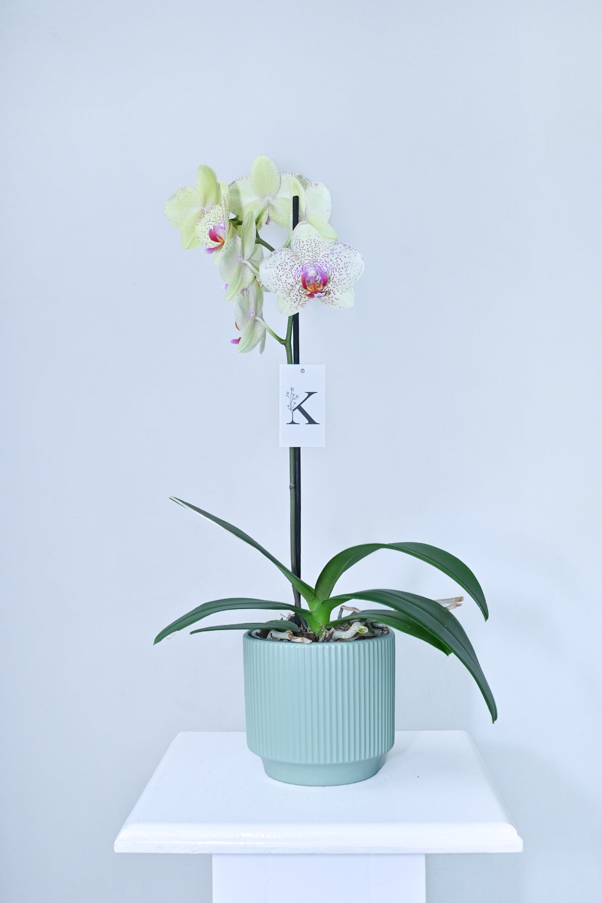 Orquídea de 1 vara color amarillo con fucsia