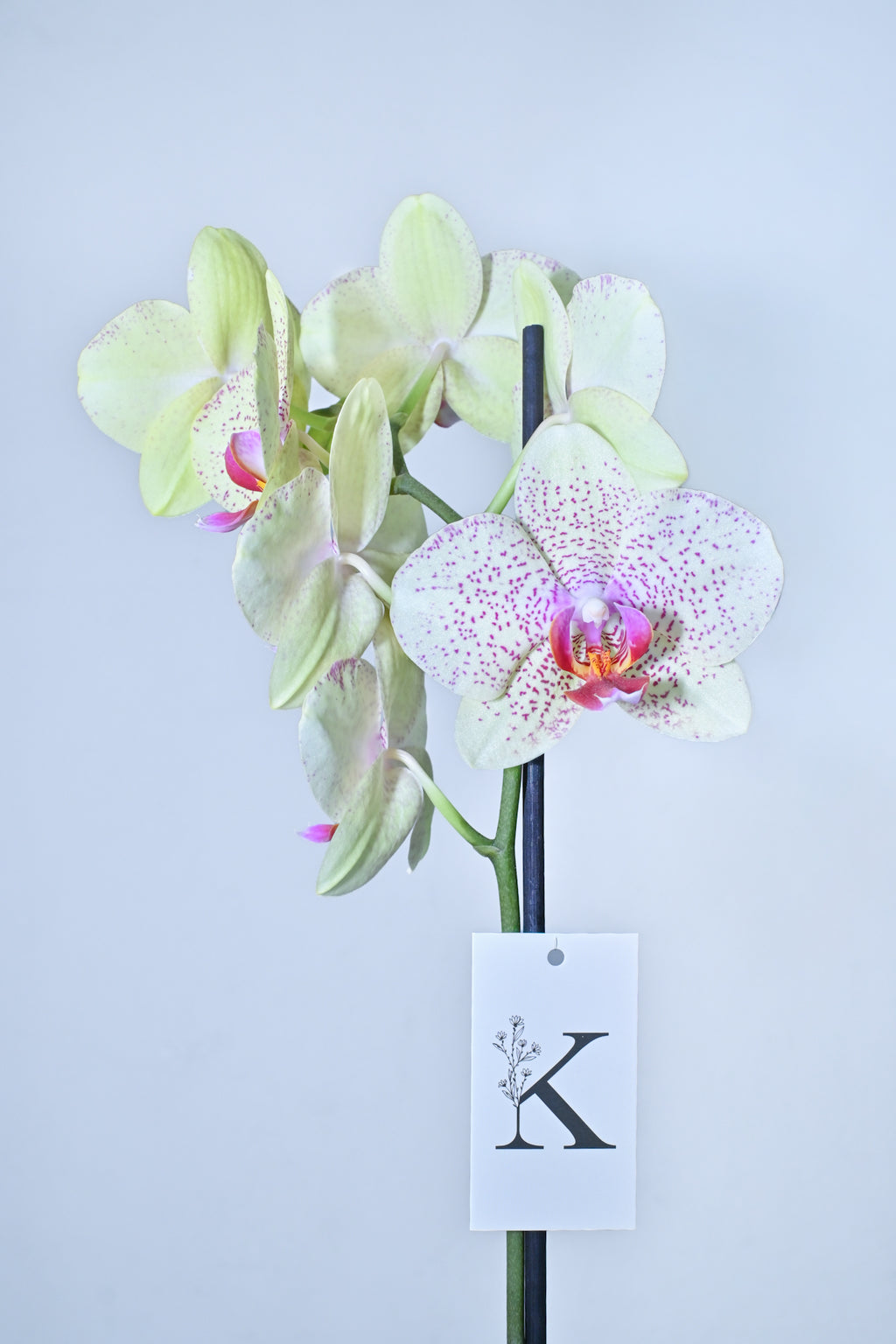 Orquídea de 1 vara color amarillo con fucsia