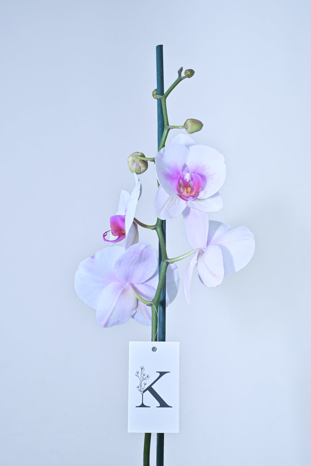 Orquídea de 1 vara color Blanco con Fucsia Magenta