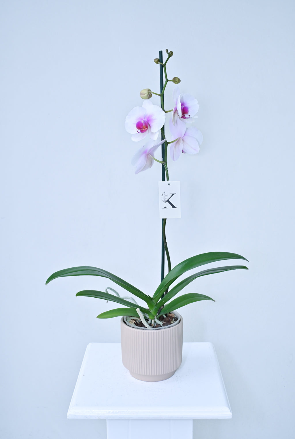 Orquídea de 1 vara color Blanco con Fucsia Magenta