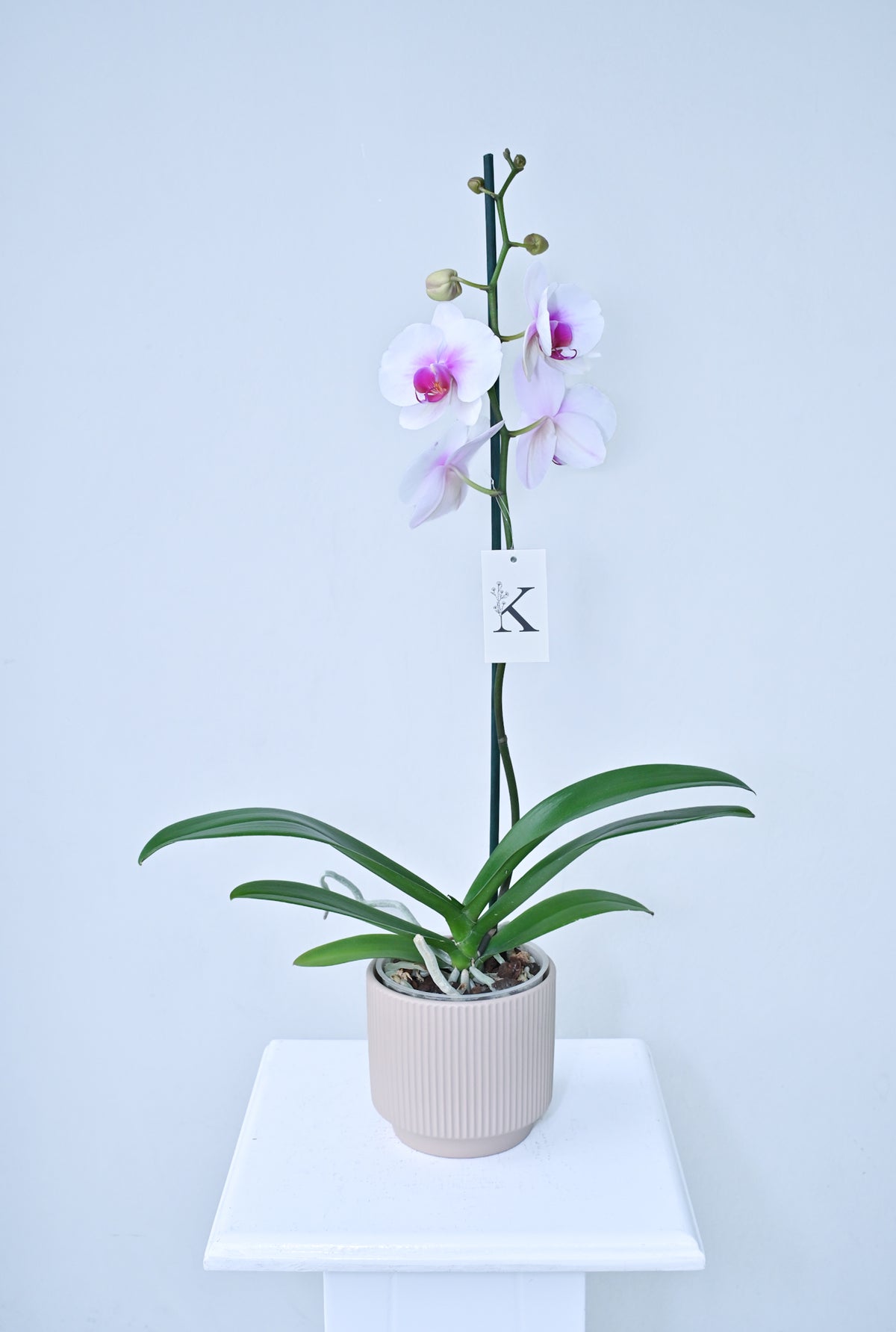 Orquídea de 1 vara color Blanco con Fucsia Magenta