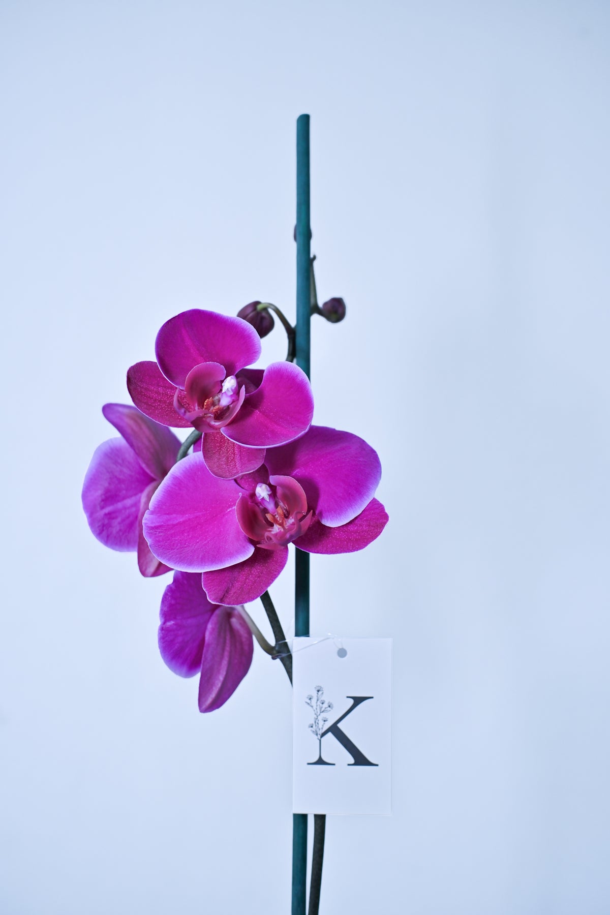 Orquídea de 1 vara color Fucsia Magenta