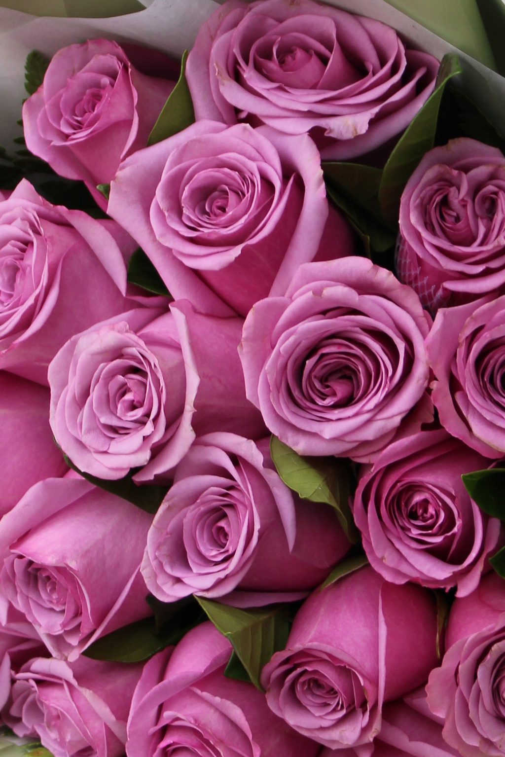 Dreamer Bouquet - 16 lilac roses