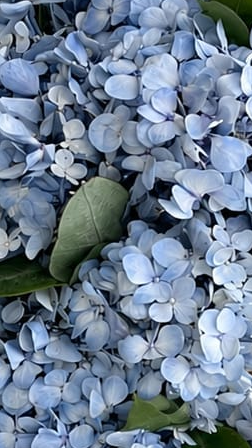 Ramo Bienvenida de 12 hortensias celestes