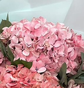 Ramo Bienvenida de 12 hortensias rosadas