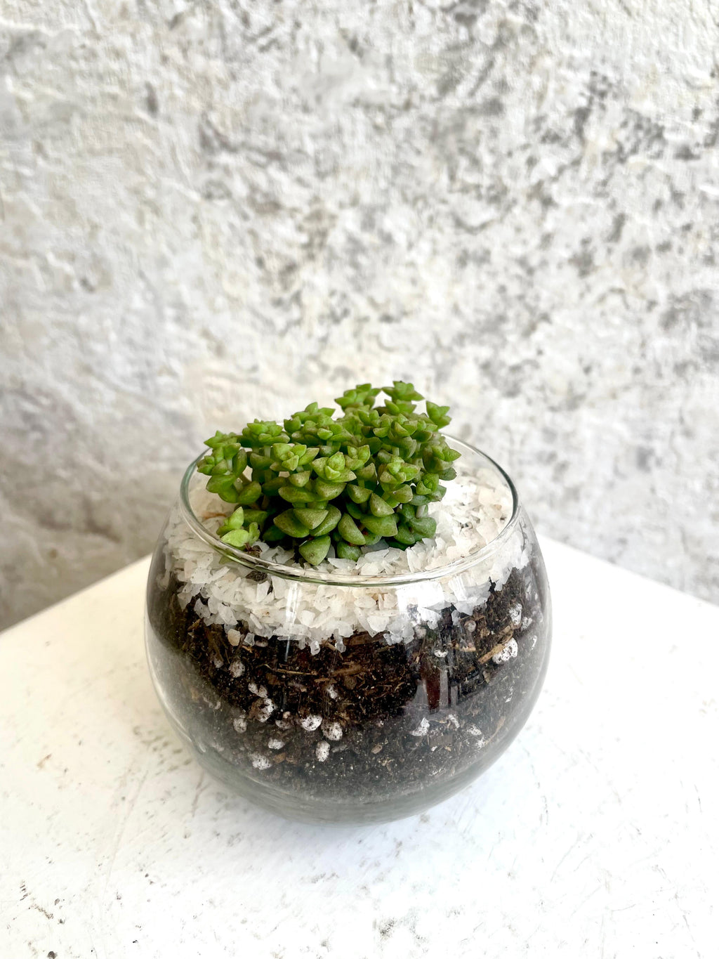 Suculenta Crassula Rupestris "Tom thumb" Cód. SCR01