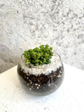 Suculenta Crassula Rupestris "Tom thumb" Cód. SCR01