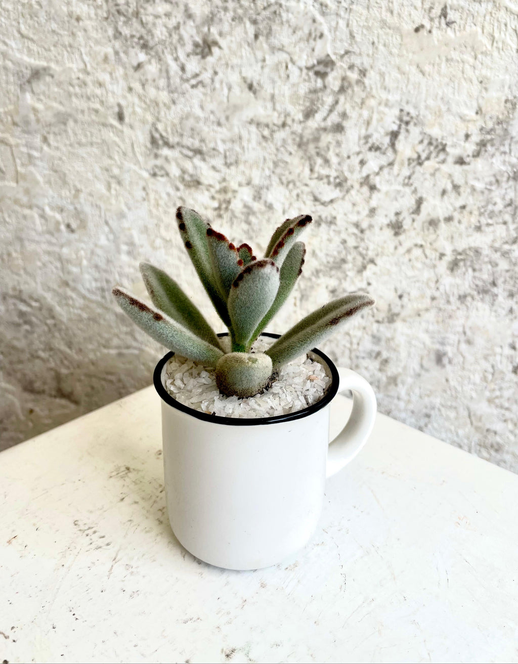 Suculenta Planta Panda en Tacita Cód. SPPT01