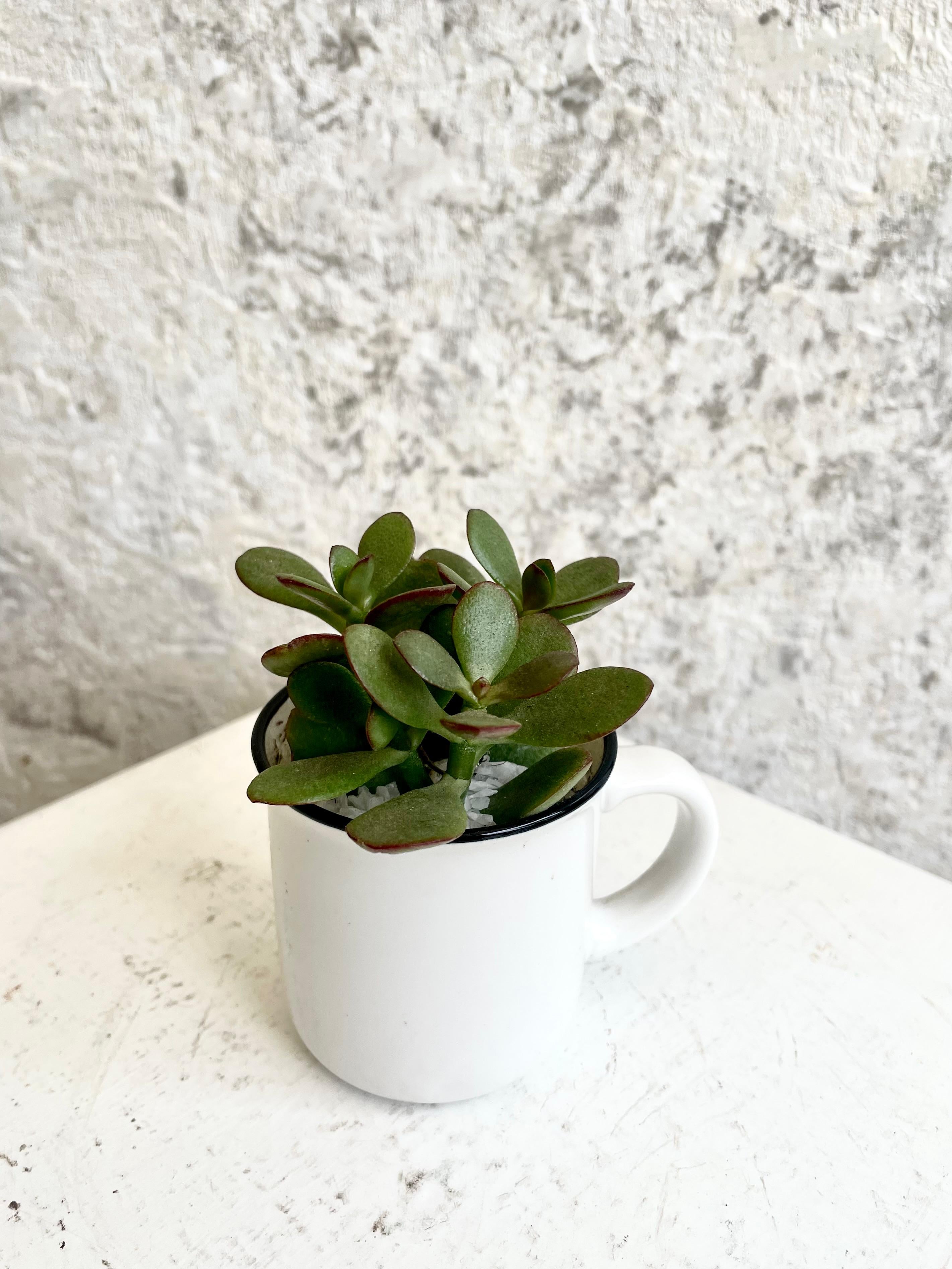 Suculenta Planta de Jade en Tacita Cód. SPJT01