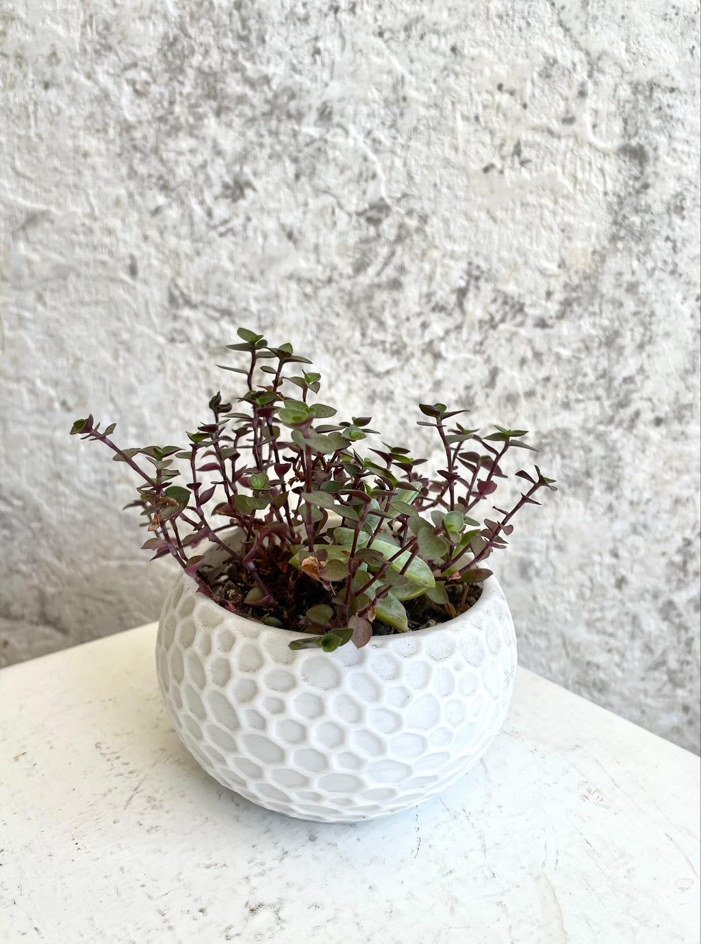 Suculenta Callisia Repens Cód. SCRM3D01