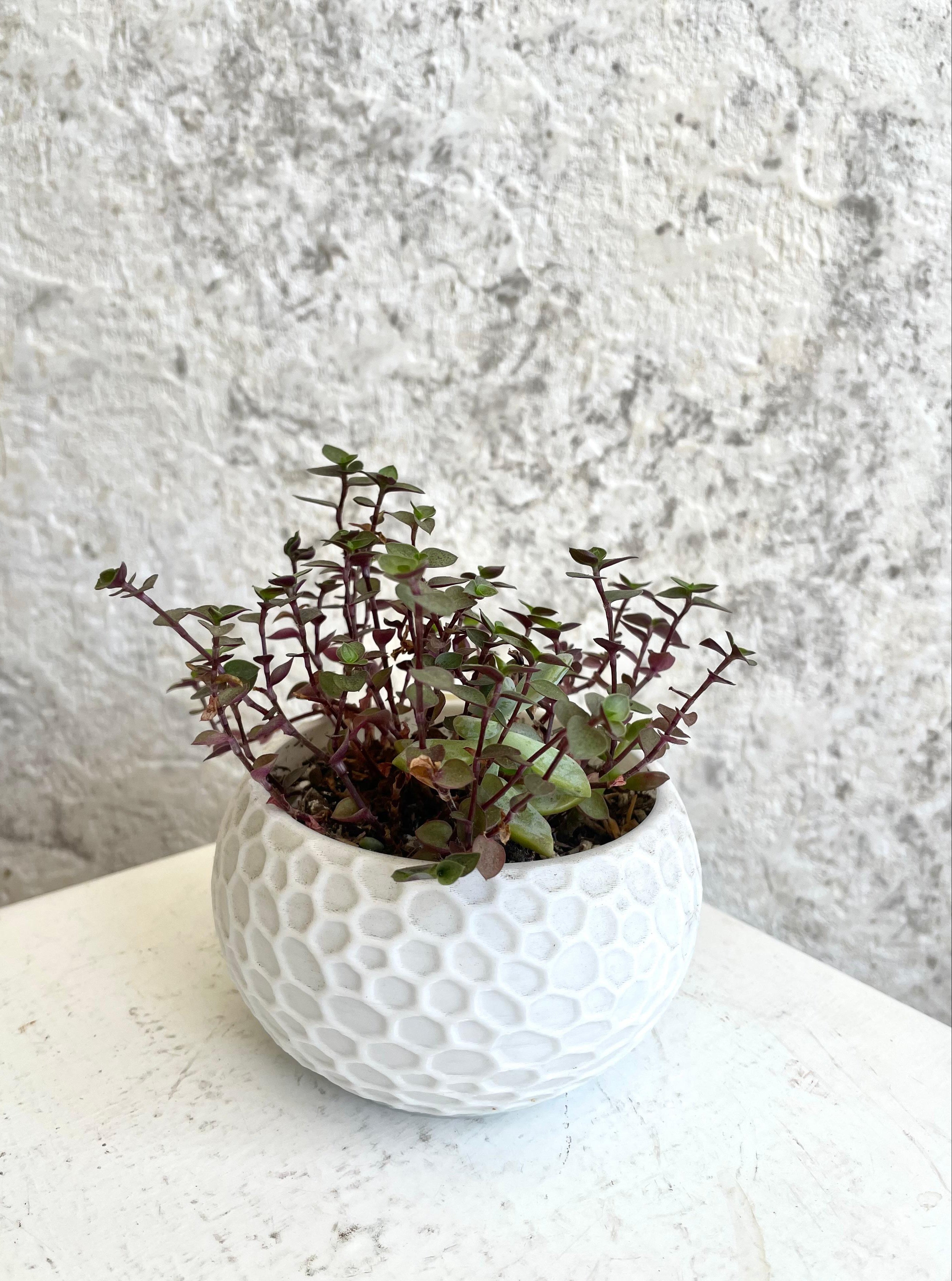 Suculenta Callisia Repens Cód. SCRM3D01