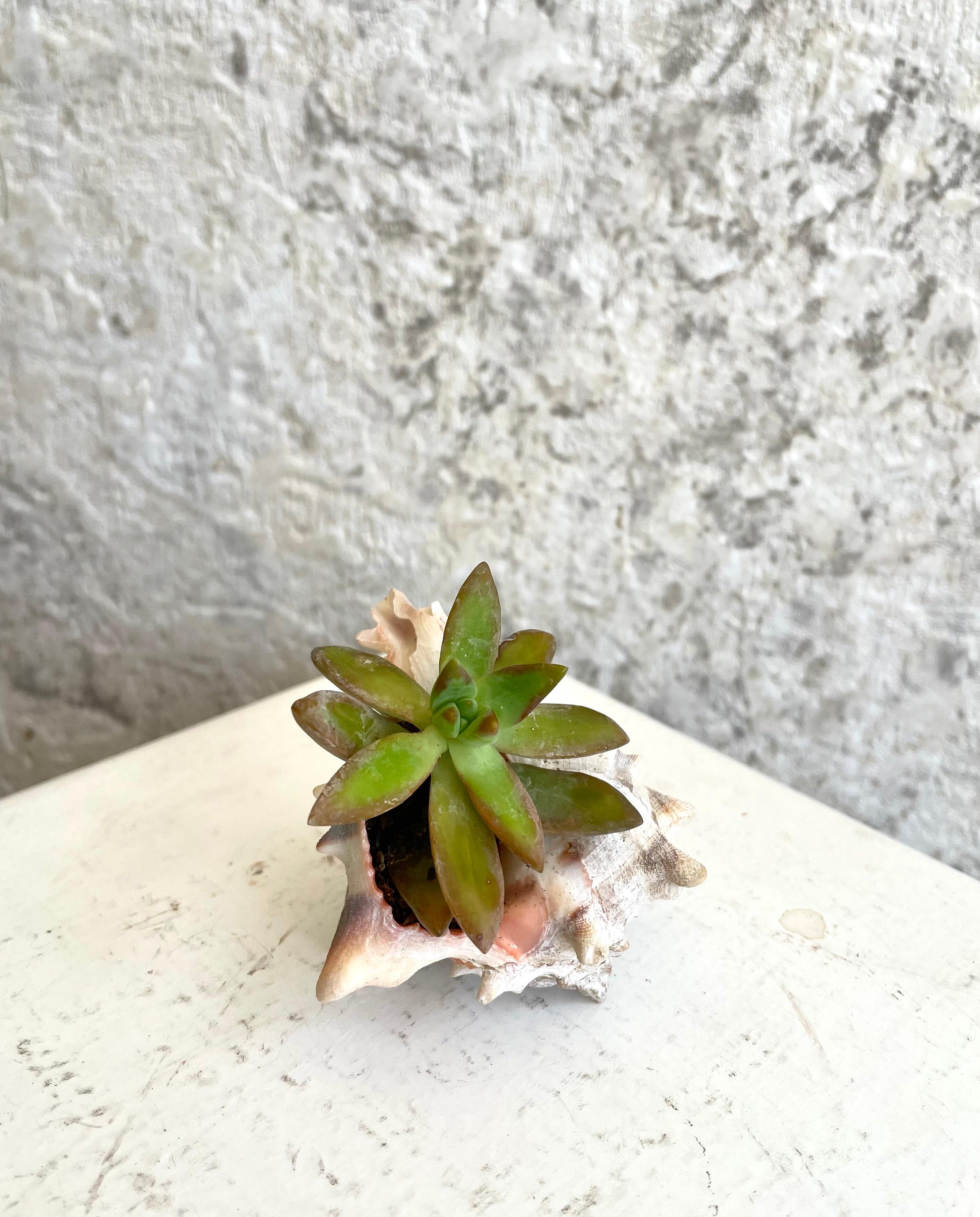 Suculentas "Jardín Marino Mini" Cód. SJMM01