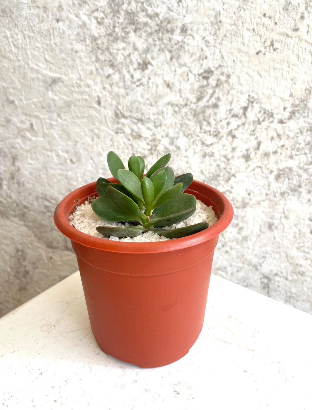 Suculenta Árbol de Jade Cód. SAJMP01