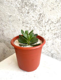 Suculenta Árbol de Jade Cód. SAJMP01
