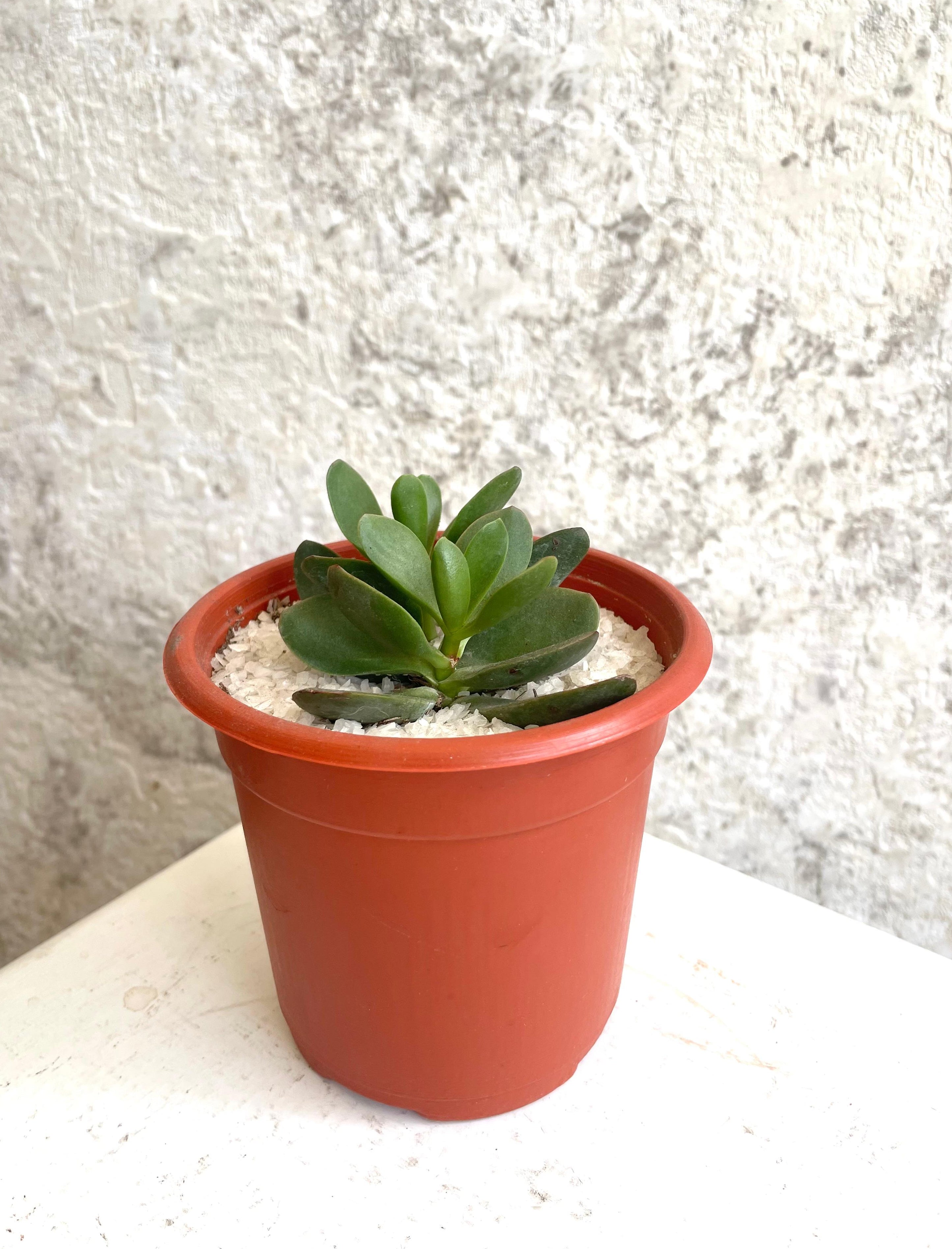 Suculenta Árbol de Jade Cód. SAJMP01