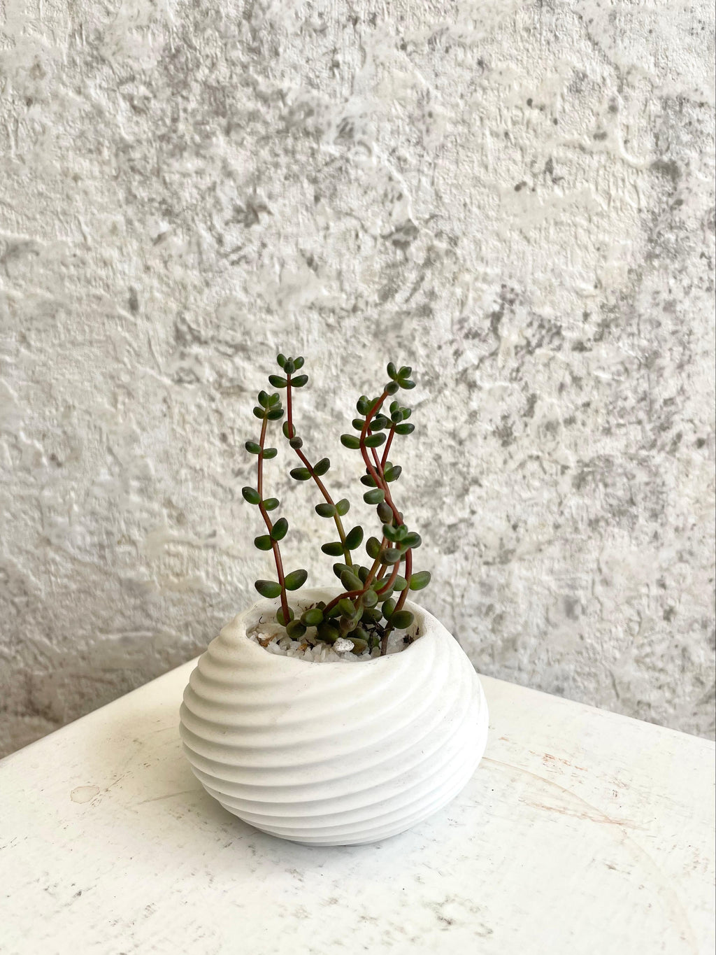 Suculenta Sedum Stahlii Cód. SSSM3D01