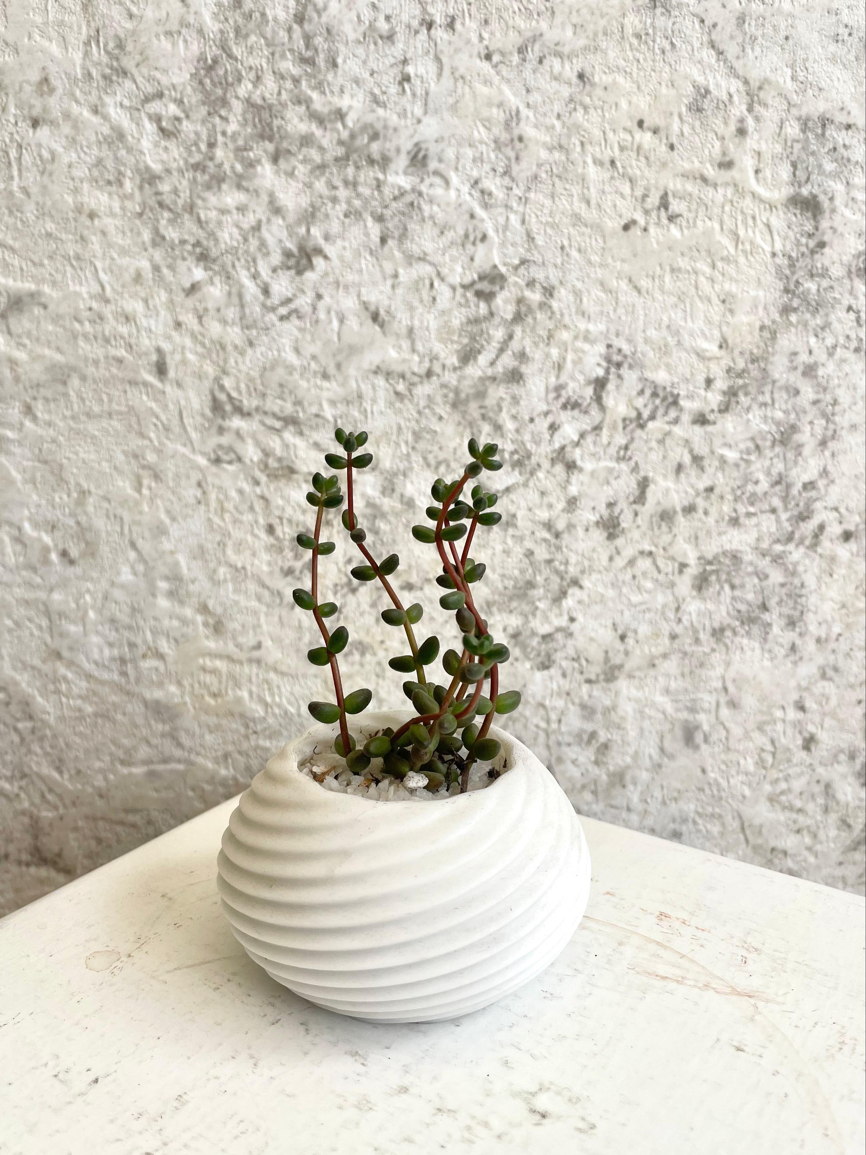 Suculenta Sedum Stahlii Cód. SSSM3D01