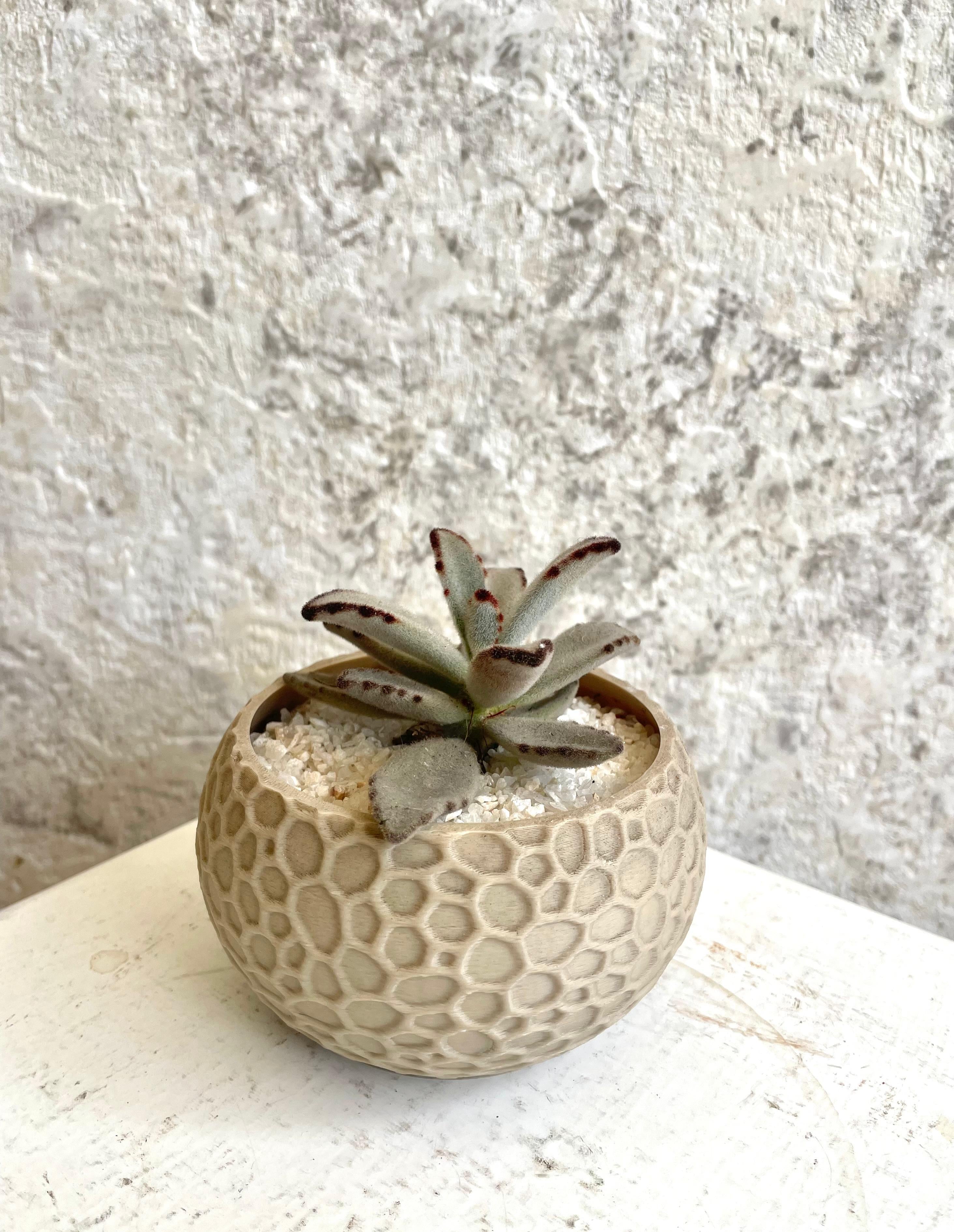 Suculenta Planta Panda Cód. SPPM3D01