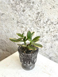 Suculenta Crassula Ovata Tricolor Cód. SCOTC01